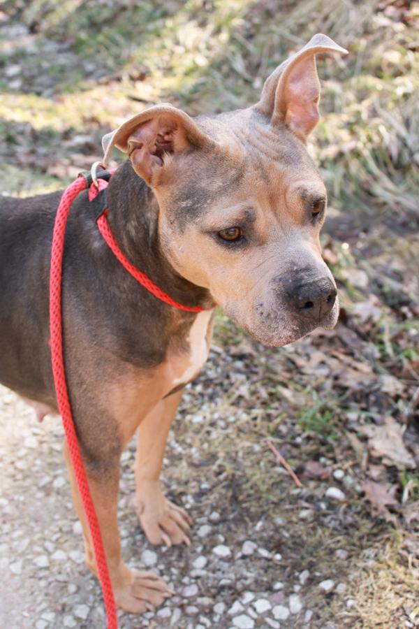 Winnie, a Adoptable mixed breed in Ona, WV image 3/3