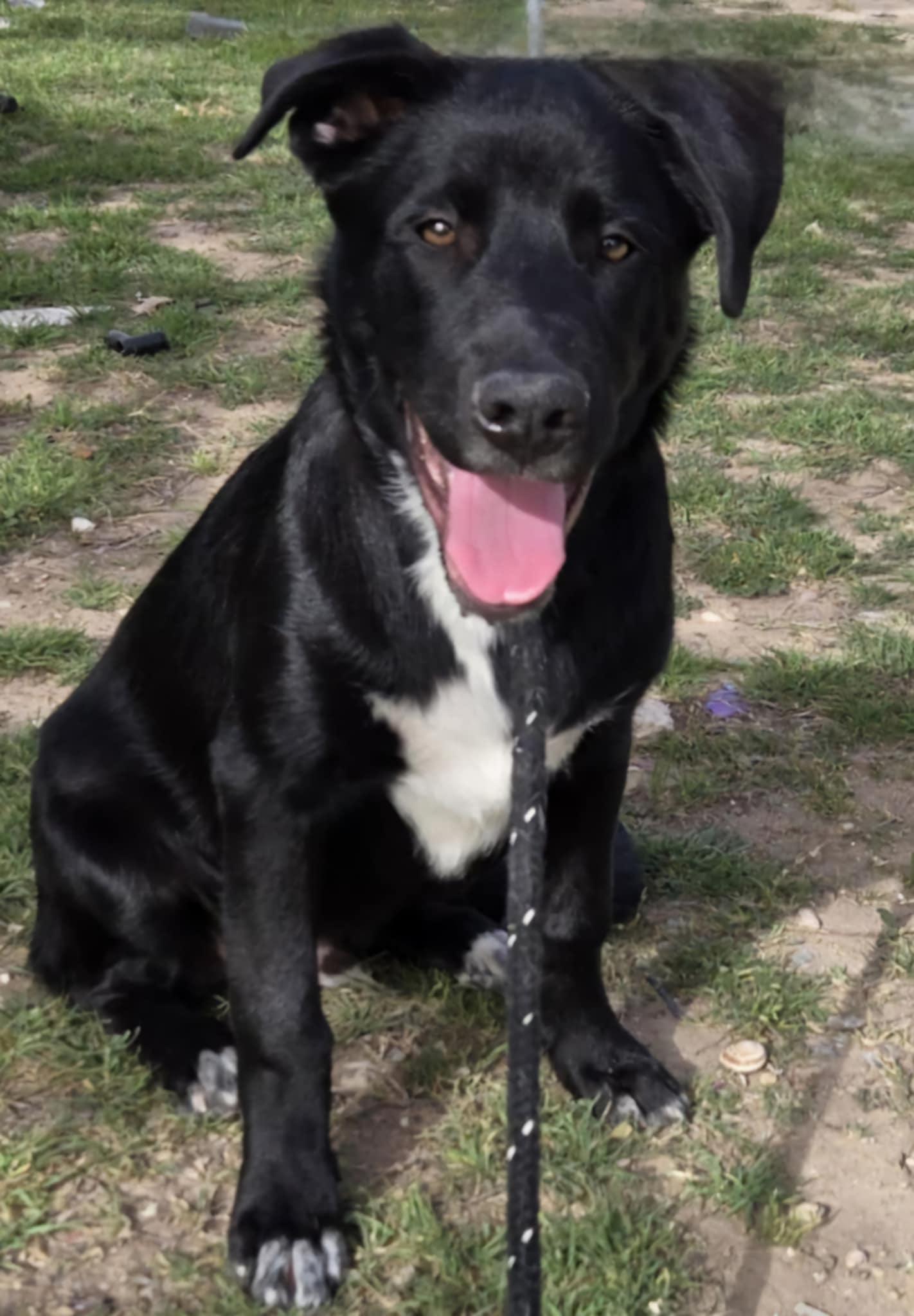 Remington, Young Male Catahoula Leopard Dog