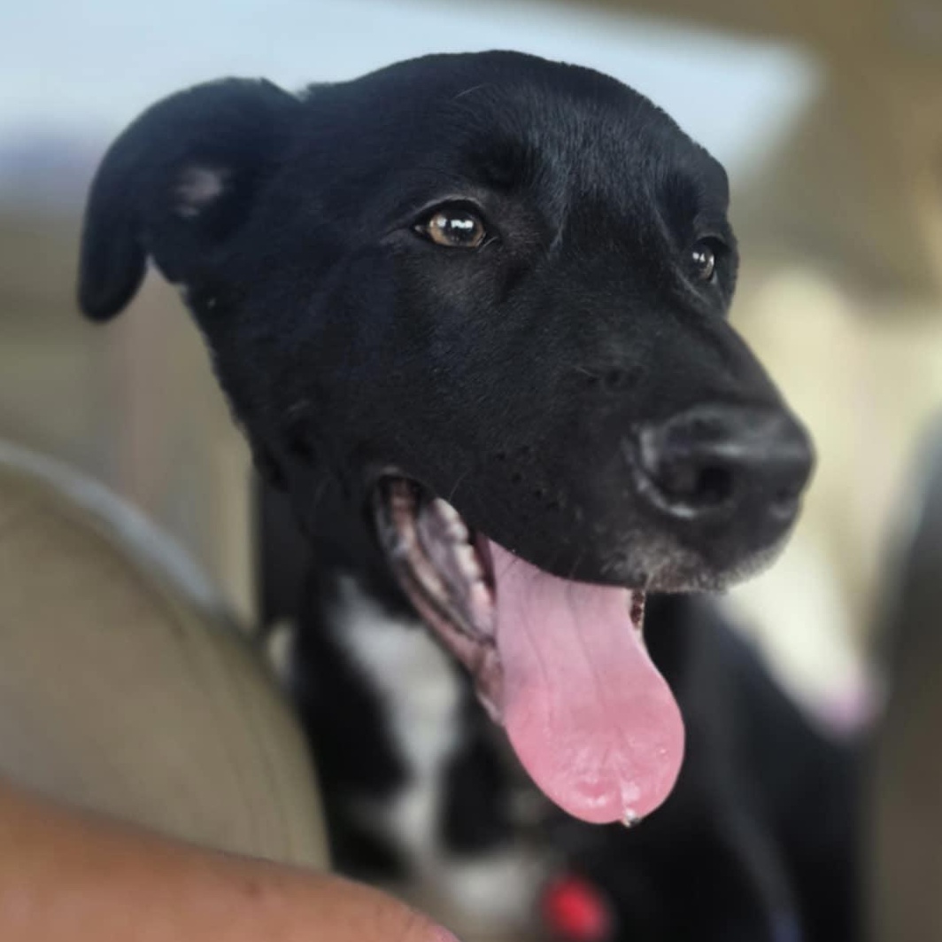 Remington photo 6