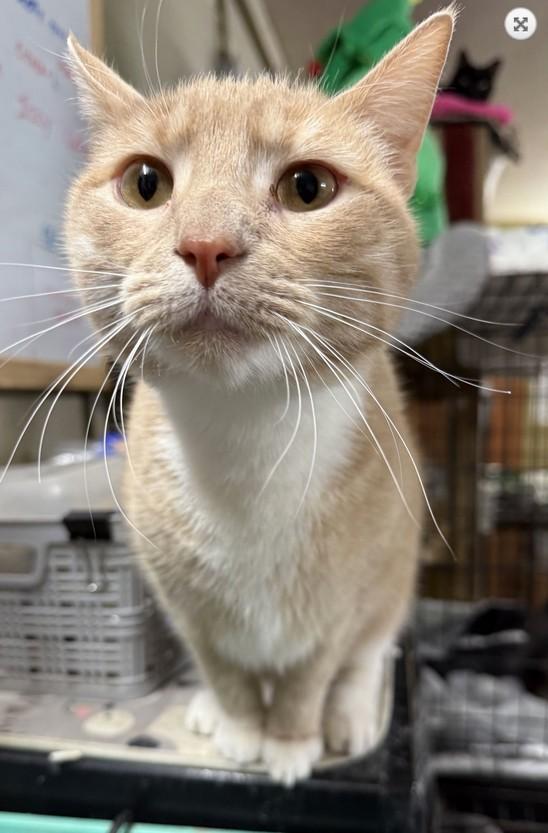 Rita, a ADOPTABLE Domestic Short Hair in Landenberg, PA image 2/4