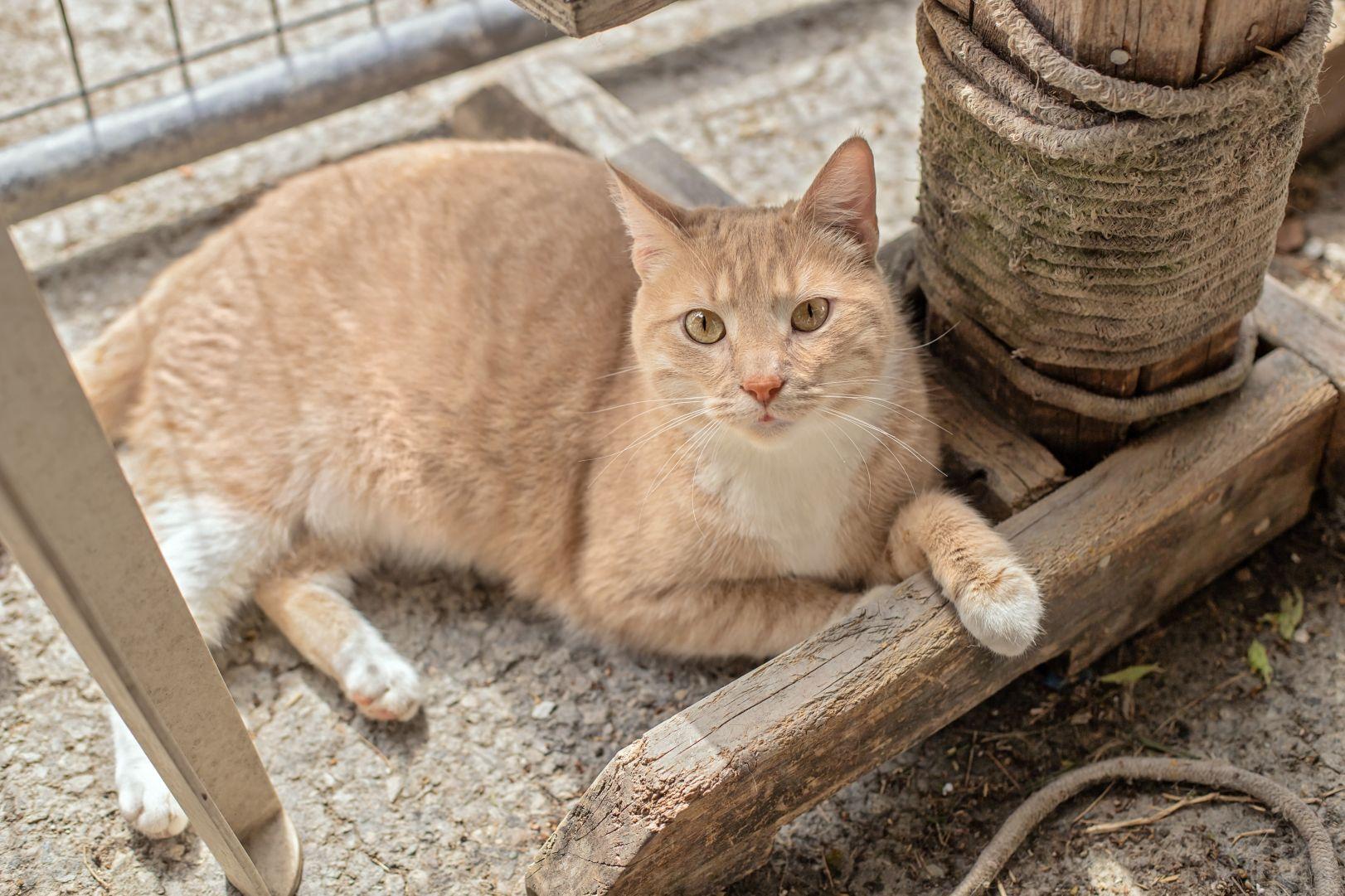 Rita, ADOPTABLE, Young Female Domestic Short Hair.