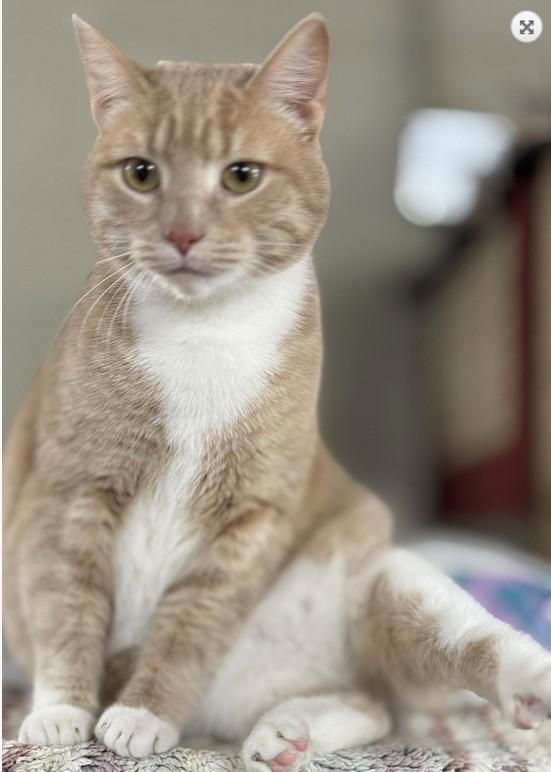 Rita, a ADOPTABLE Domestic Short Hair in Landenberg, PA image 3/4
