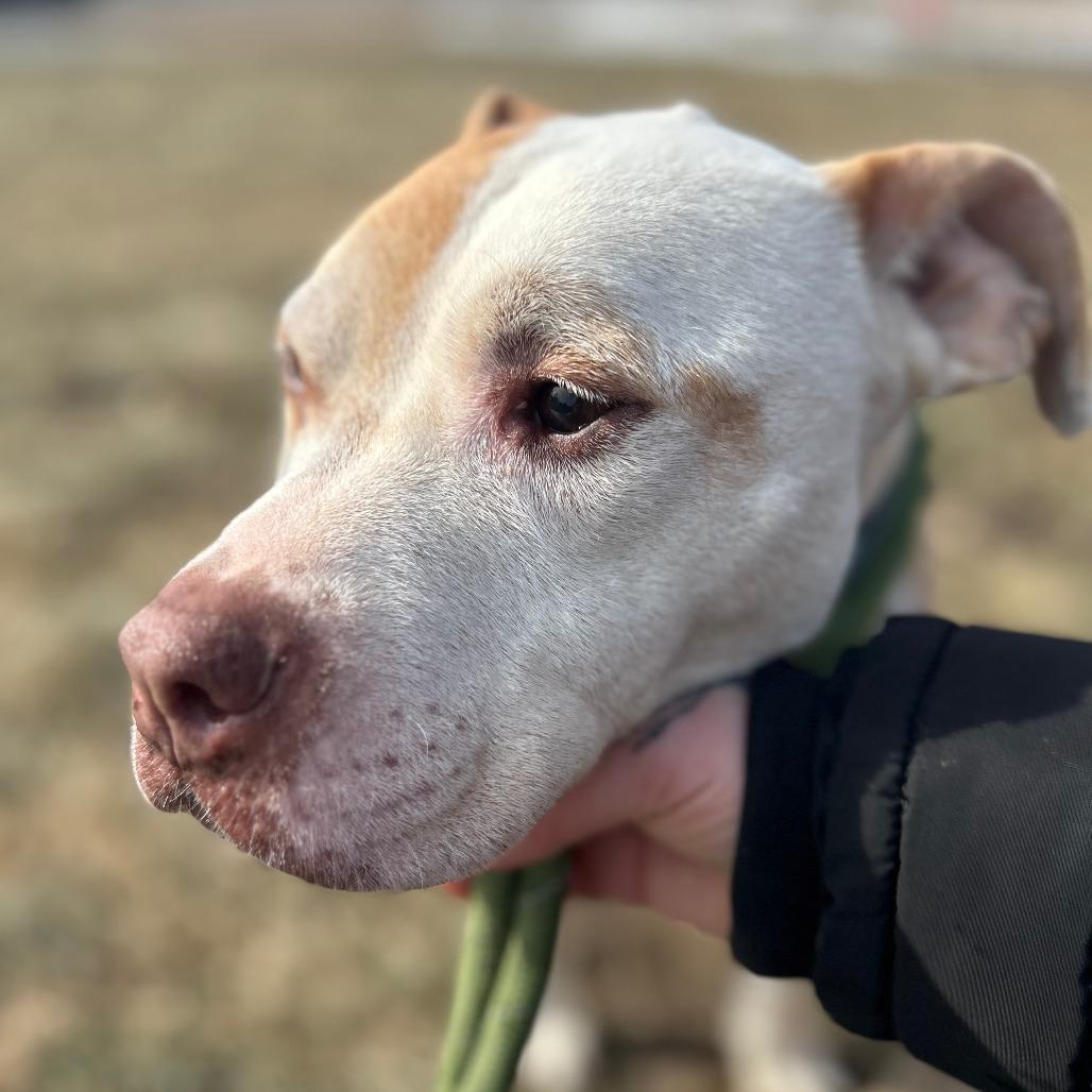Enlarge Rico, a Adoptable Pit Bull Terrier in St. Louis, MO image 1/6
