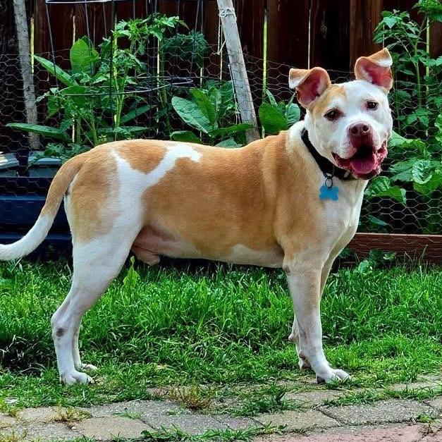 Enlarge Rico, a Adoptable Pit Bull Terrier in St. Louis, MO image 2/6