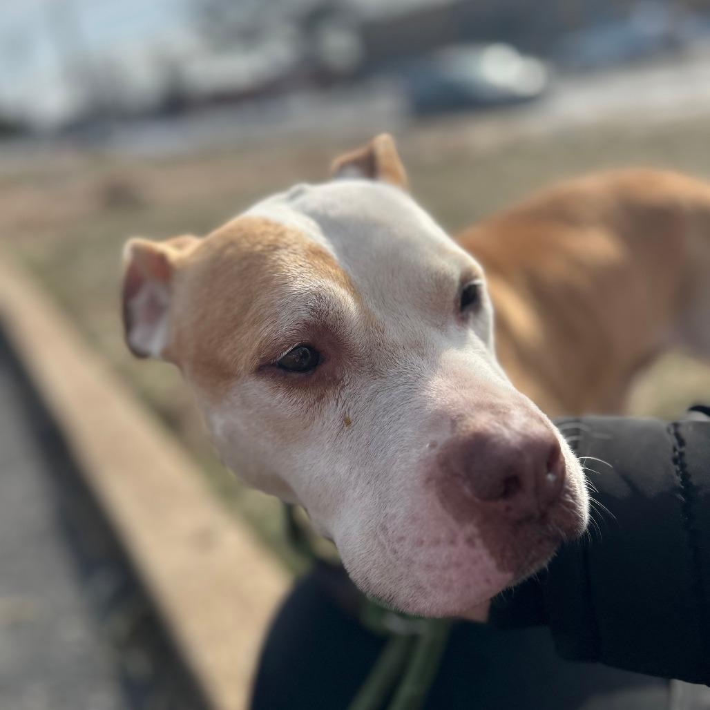 Enlarge Rico, a Adoptable Pit Bull Terrier in St. Louis, MO image 3/6