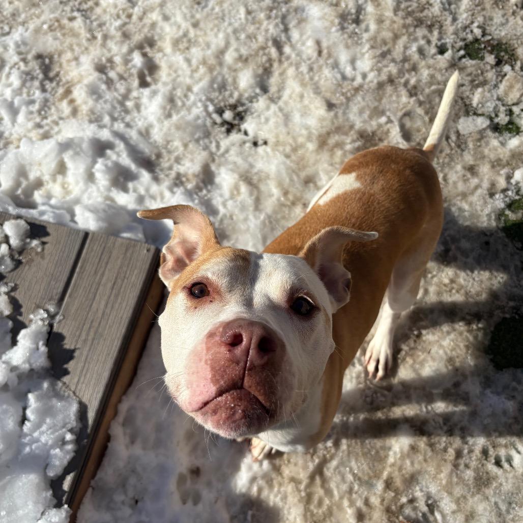 Enlarge Rico, a Adoptable Pit Bull Terrier in St. Louis, MO image 1/6