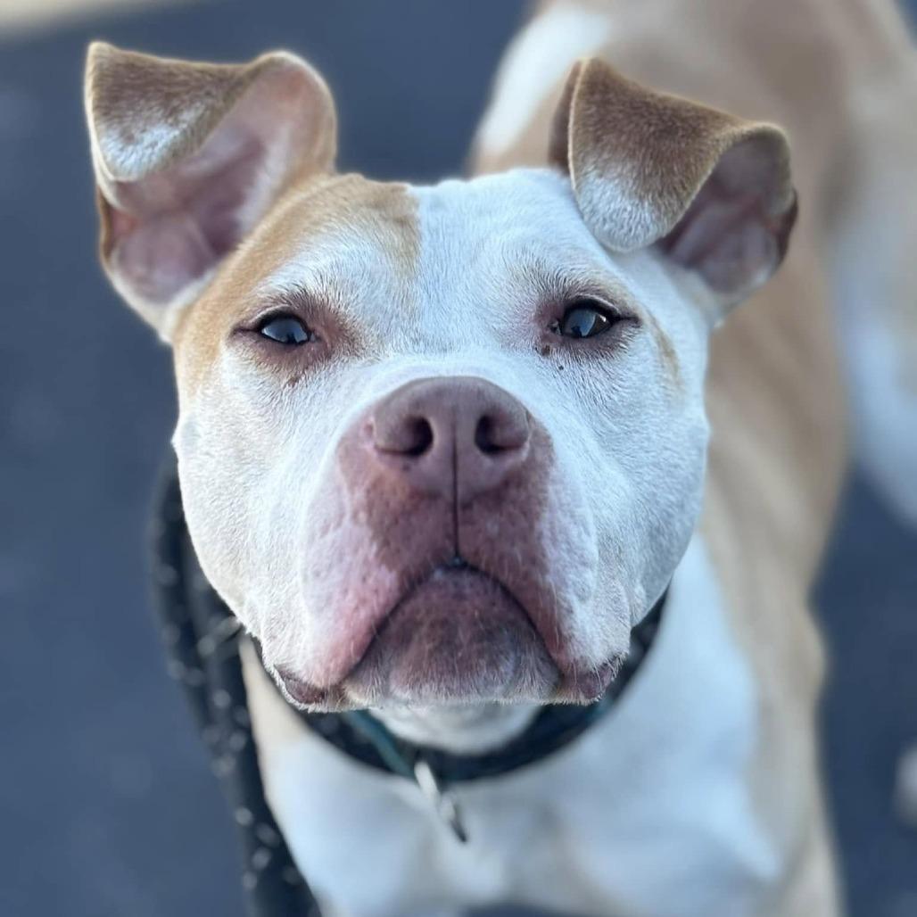 Rico — thumbnail 3