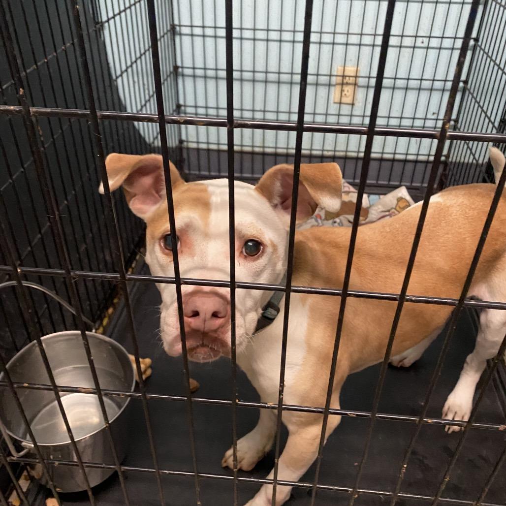 Rico — thumbnail 4