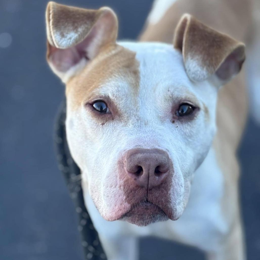 Enlarge Rico, a Adoptable Pit Bull Terrier in St. Louis, MO image 5/6