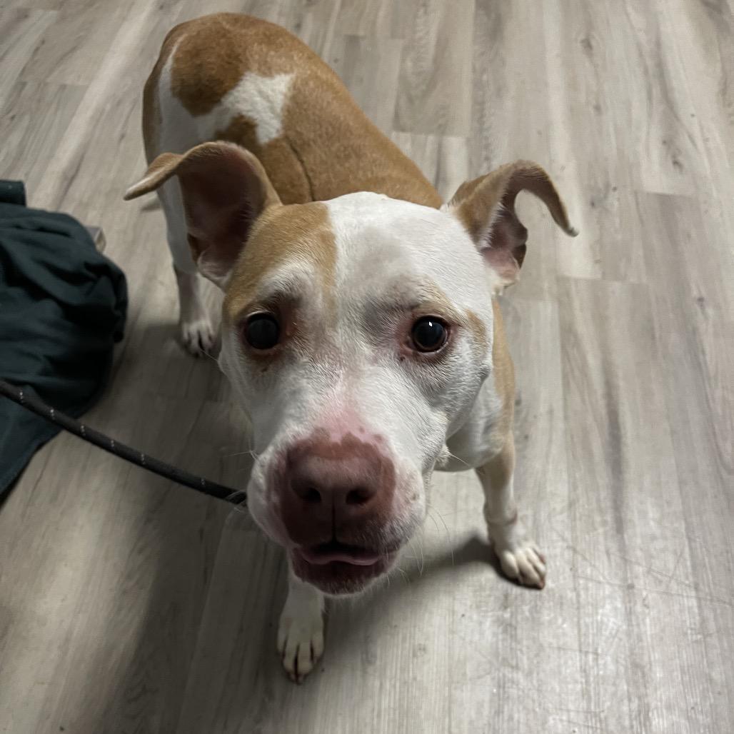 Enlarge Rico, a Adoptable Pit Bull Terrier in St. Louis, MO image 6/6