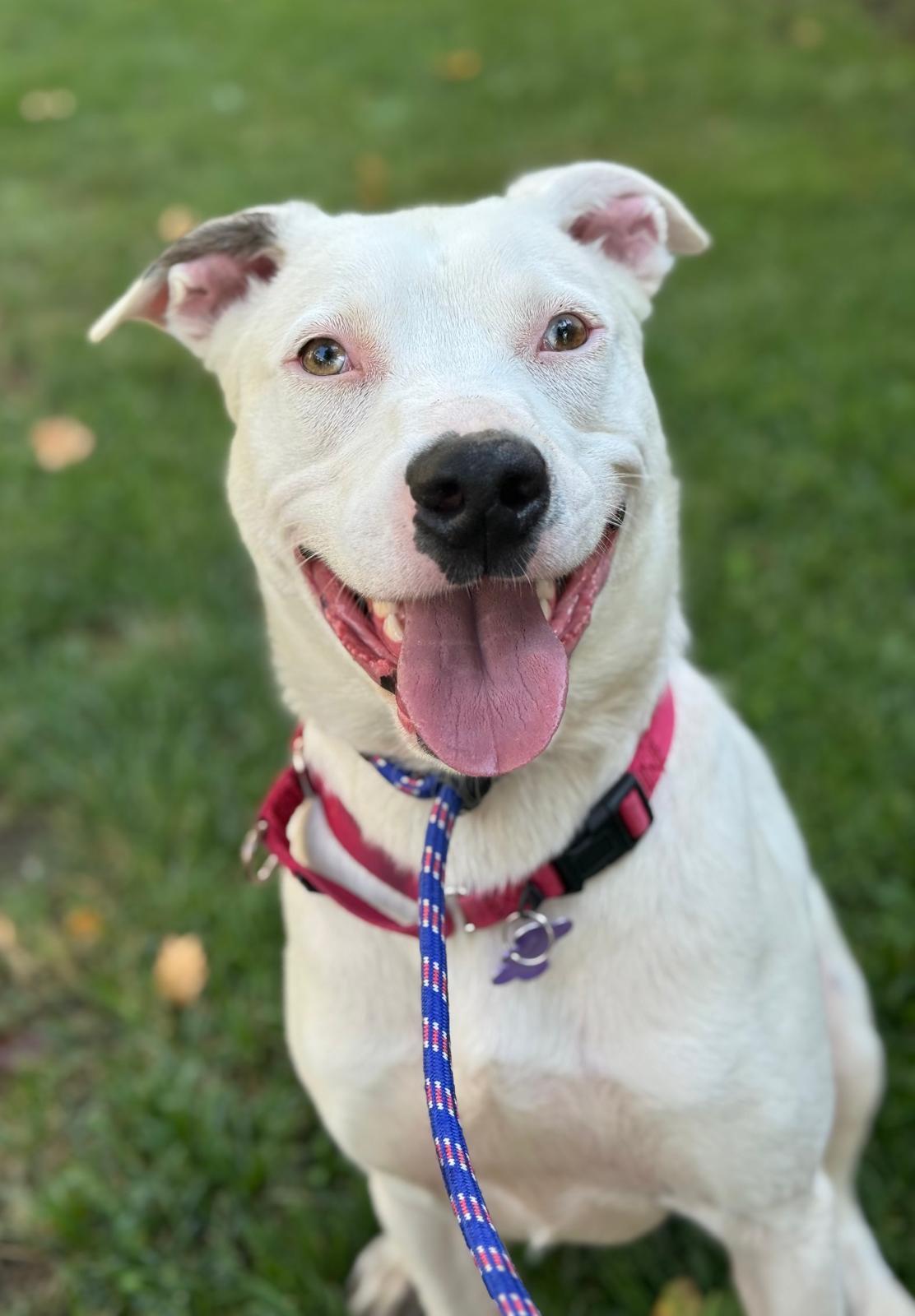 *CHEESY, Adoptable, Adult Male Australian Shepherd & Pit Bull Terrier.