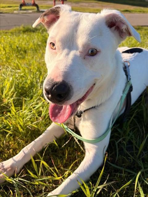 Enlarge *CHEESY, a Adoptable mixed breed in Woodland, CA image 1/1