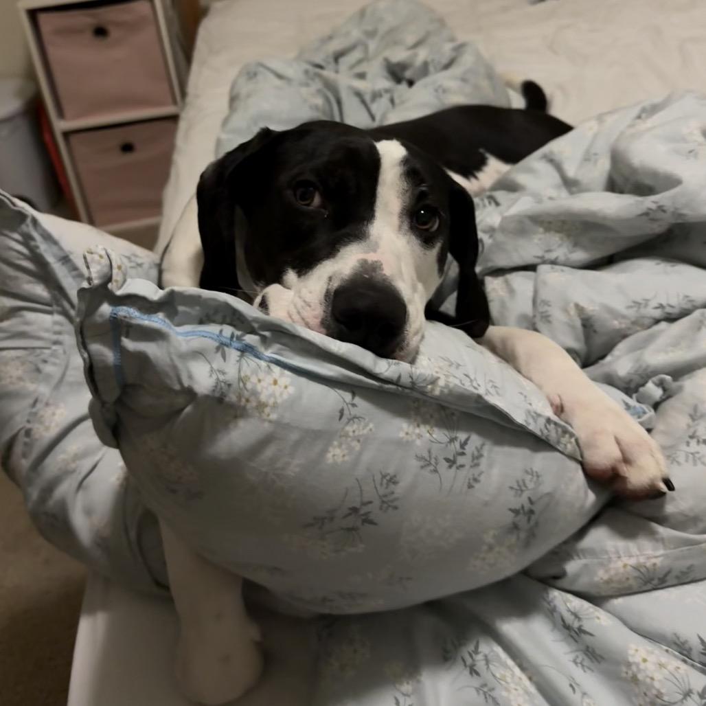 Milio, Adoptable, Young Male Mixed Breed.