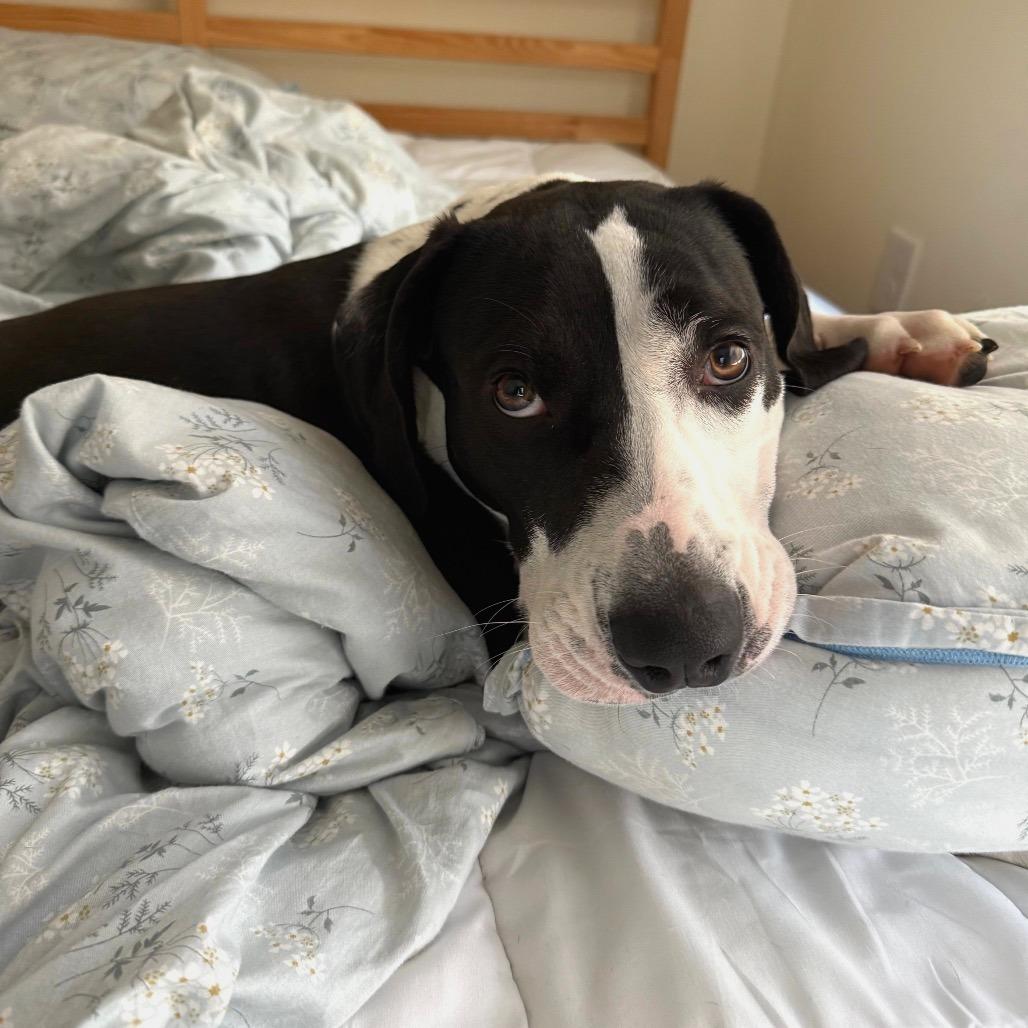 Milio, Adoptable, Young Male Mixed Breed.