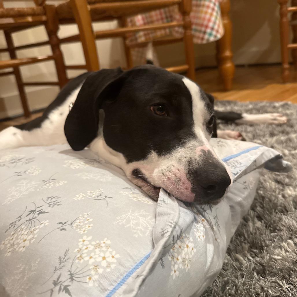 Enlarge Milio, a Adoptable Mixed Breed in Charlottesville, VA image 3/6