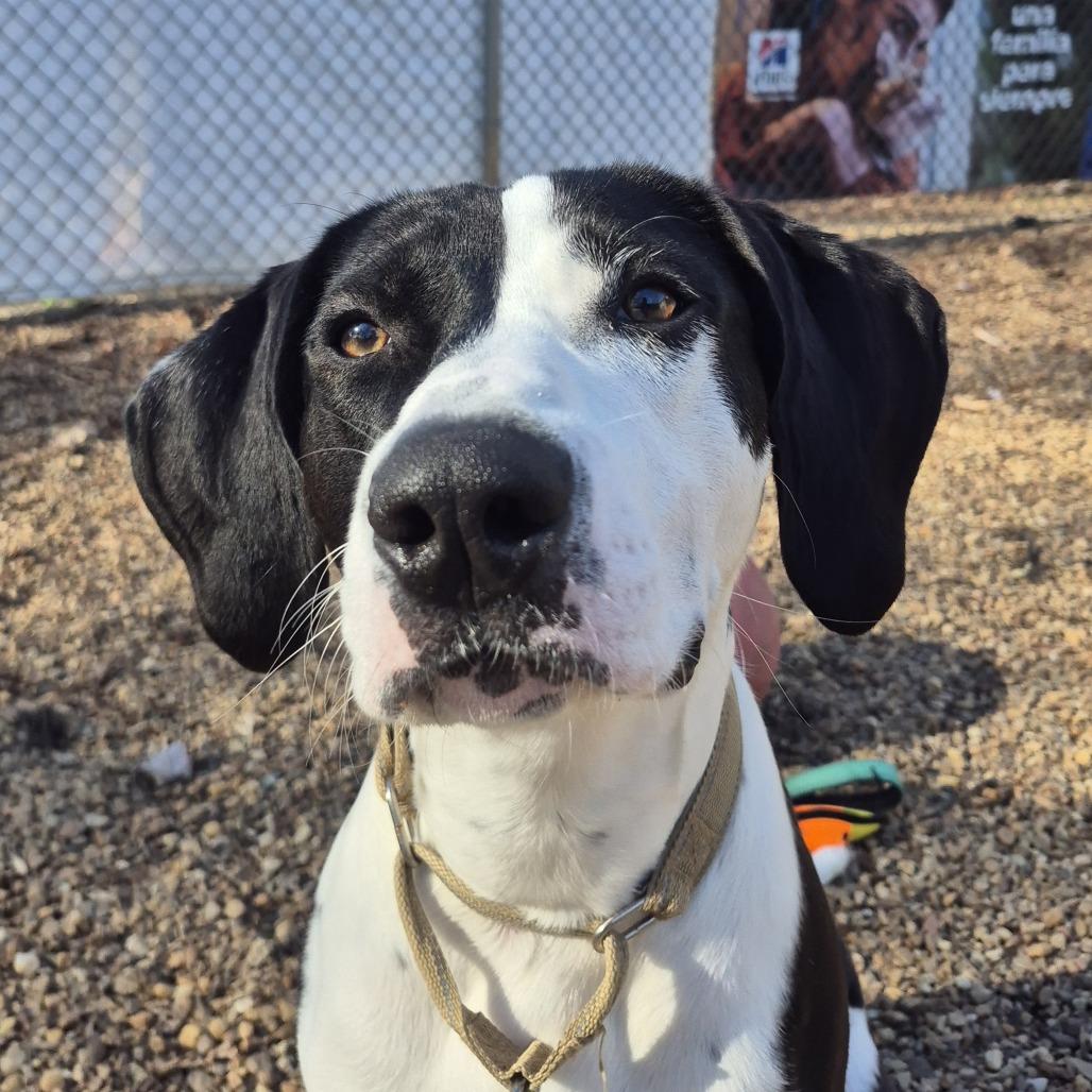 Enlarge Milio, a Adoptable Mixed Breed in Charlottesville, VA image 4/6