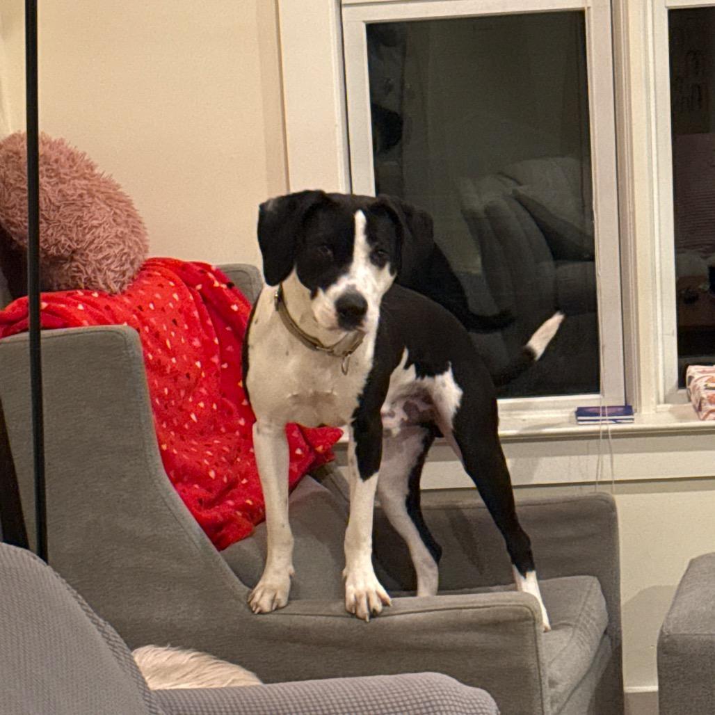 Enlarge Milio, a Adoptable Mixed Breed in Charlottesville, VA image 5/6