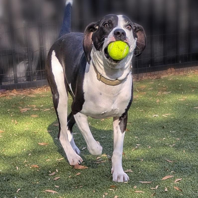Enlarge Milio, a Adoptable Mixed Breed in Charlottesville, VA image 6/6