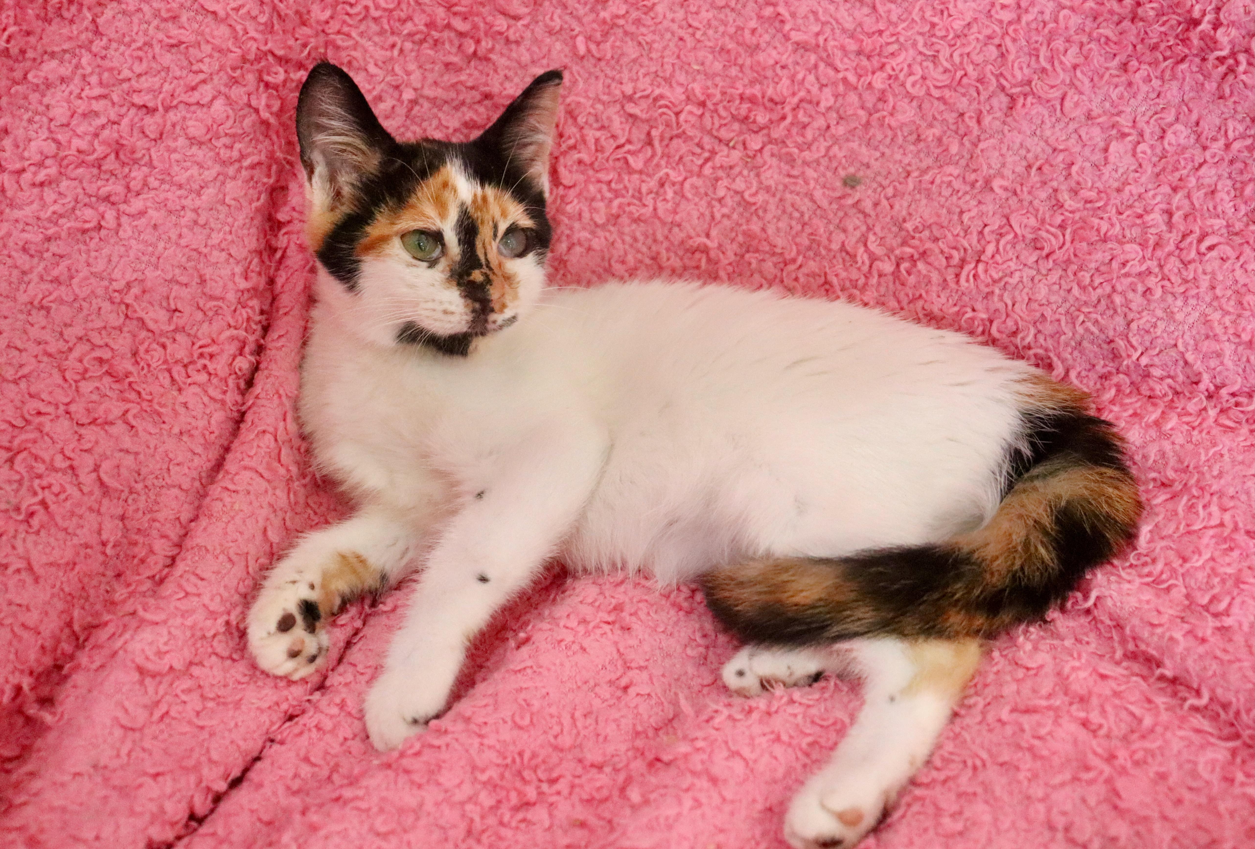 Enlarge Bobbin, a Adopted mixed breed in Saint Augustine, FL image 5/6