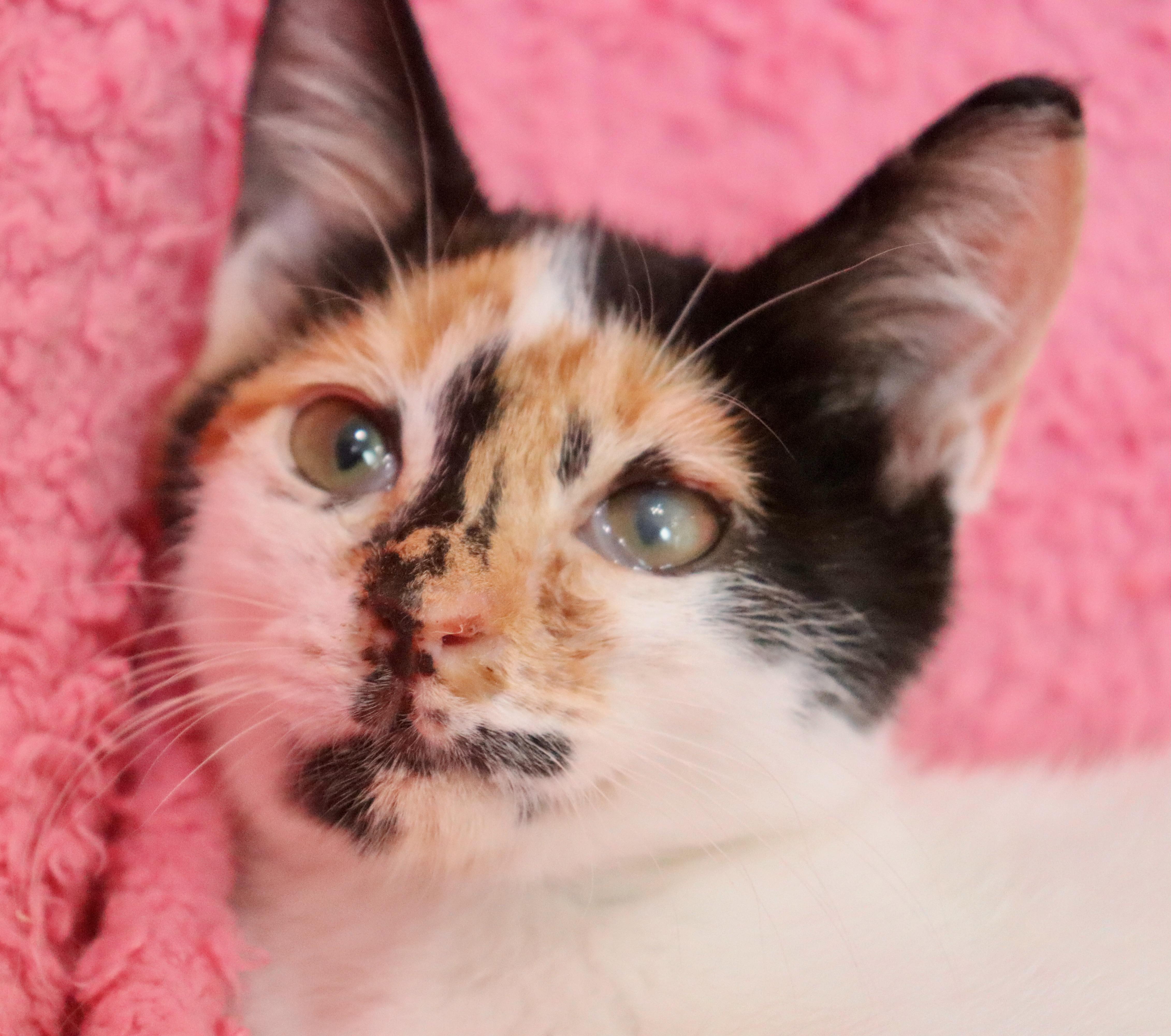 Enlarge Bobbin, a Adopted mixed breed in Saint Augustine, FL image 6/6