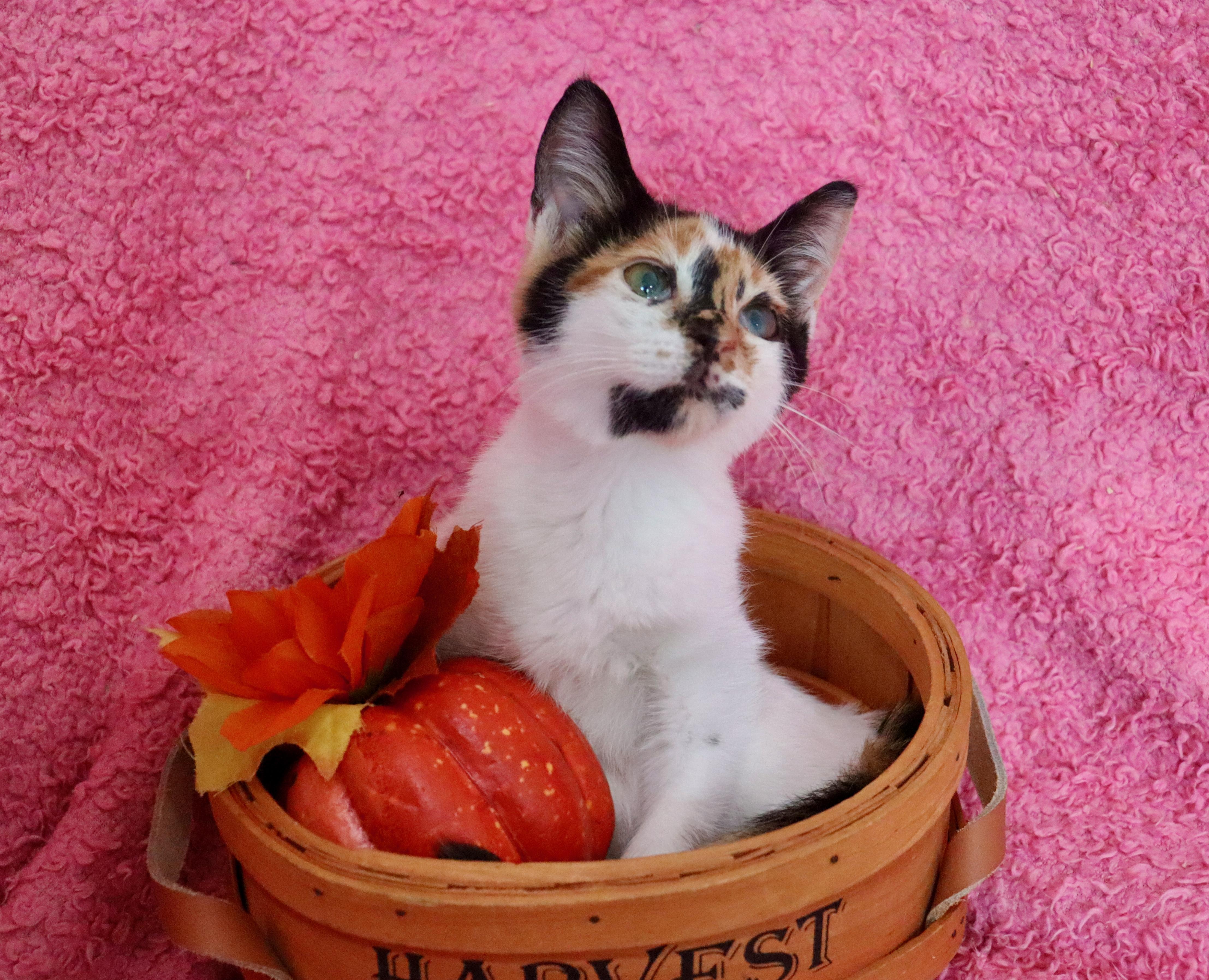 Enlarge Bobbin, a Adopted mixed breed in Saint Augustine, FL image 3/6