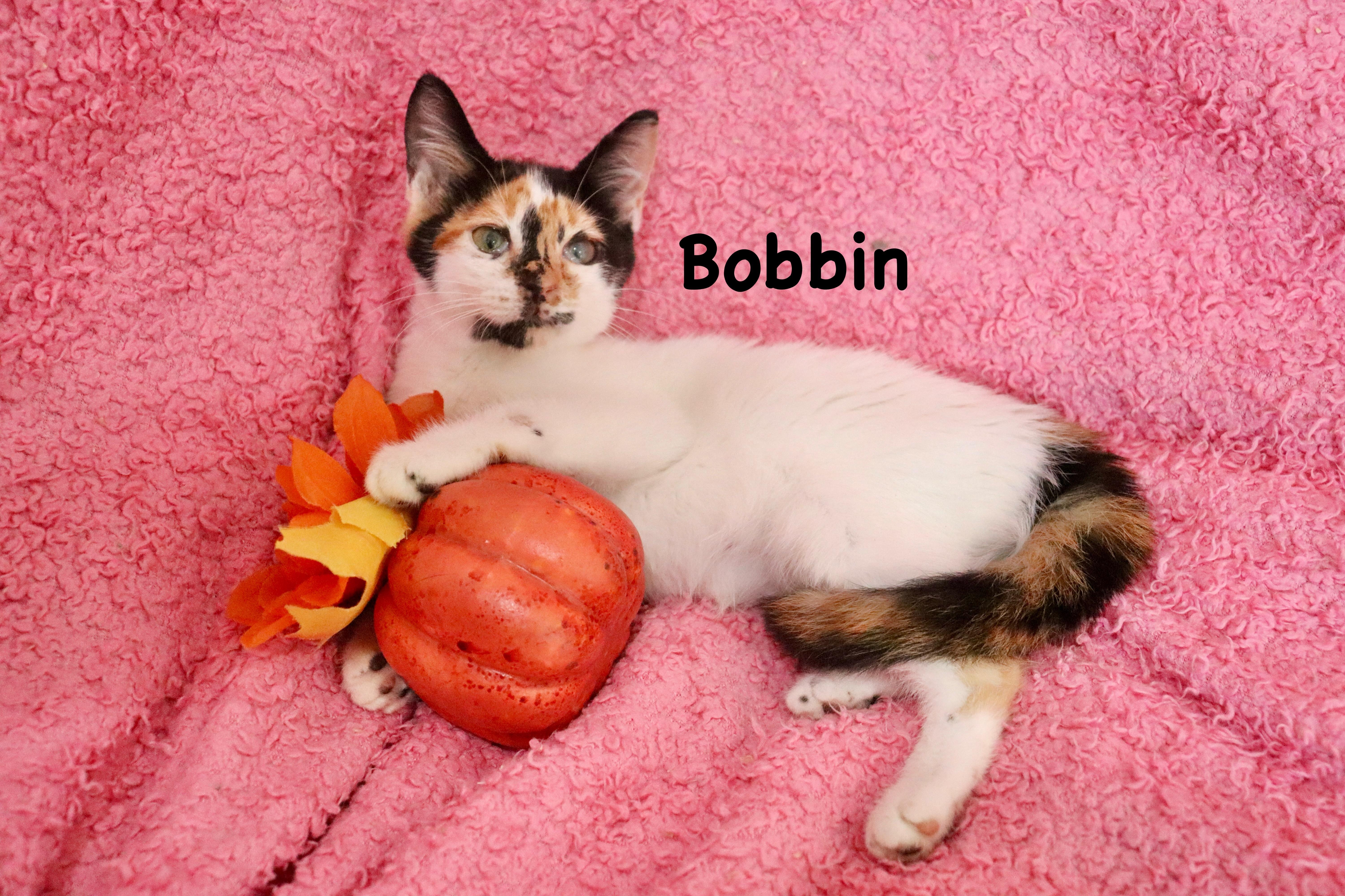Bobbin, Adopted, Kitten Female Calico.