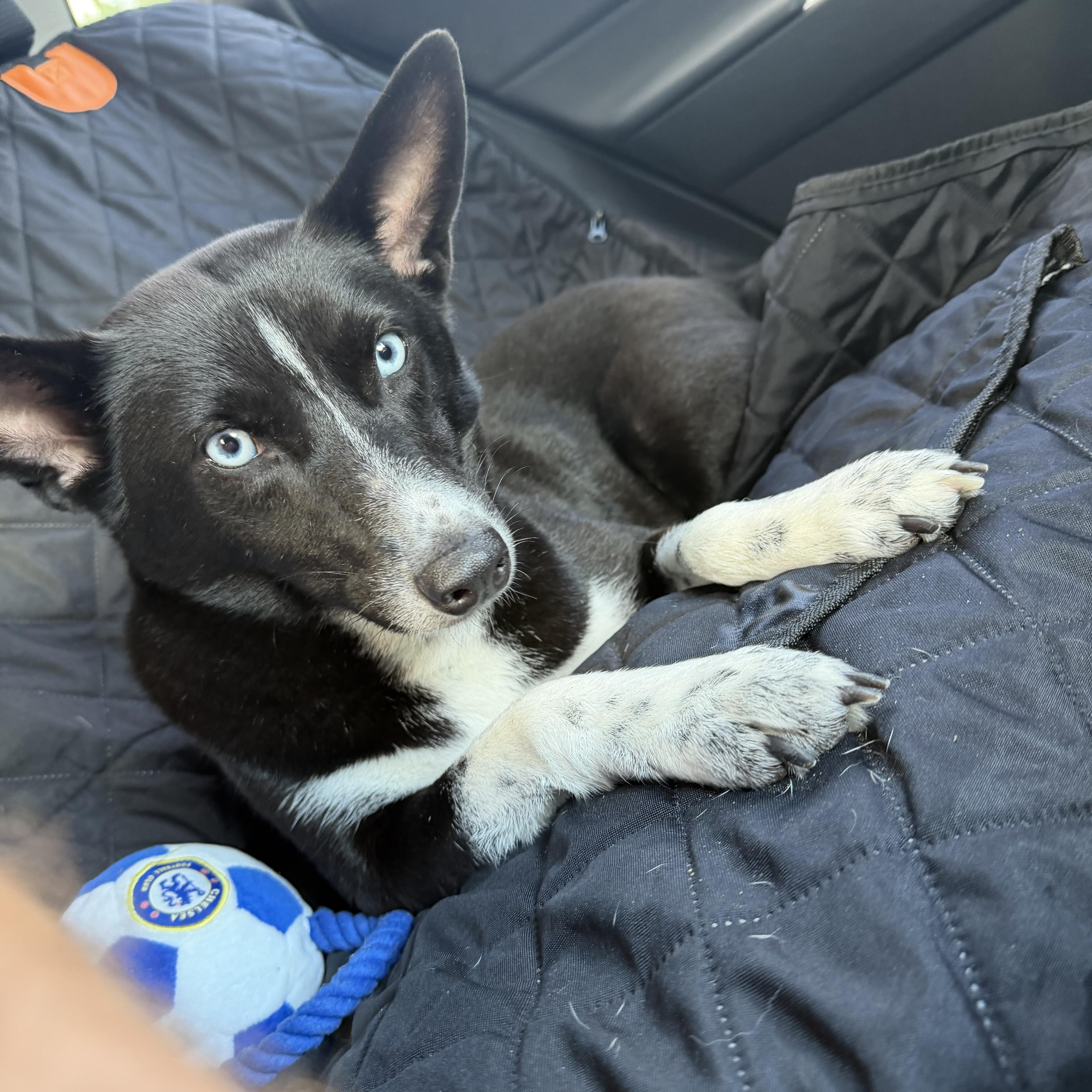 Enlarge Sky, Petite Lady with Perfect House Manners, a Adopted mixed breed in Danvers, MA image 5/6