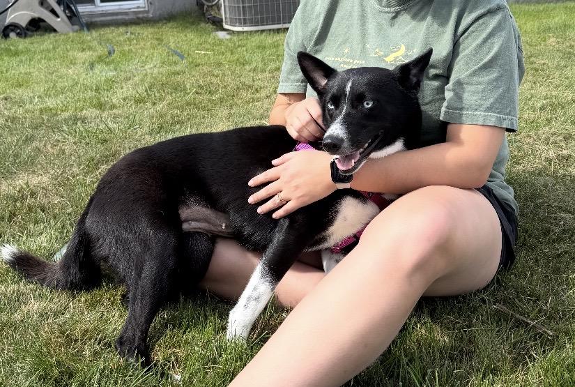 Enlarge Sky, Petite Lady with Perfect House Manners, a Adopted mixed breed in Danvers, MA image 3/6