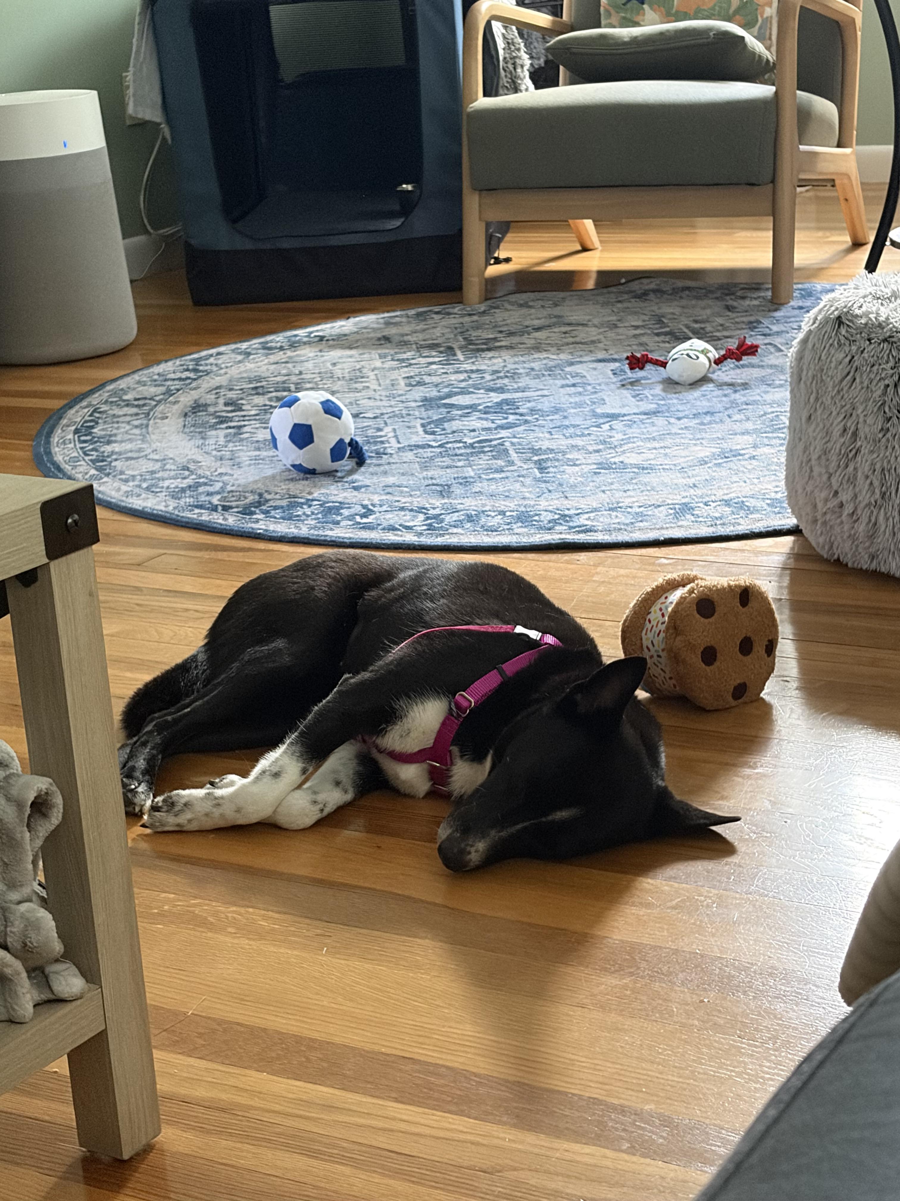 Enlarge Sky, Petite Lady with Perfect House Manners, a Adopted mixed breed in Danvers, MA image 6/6