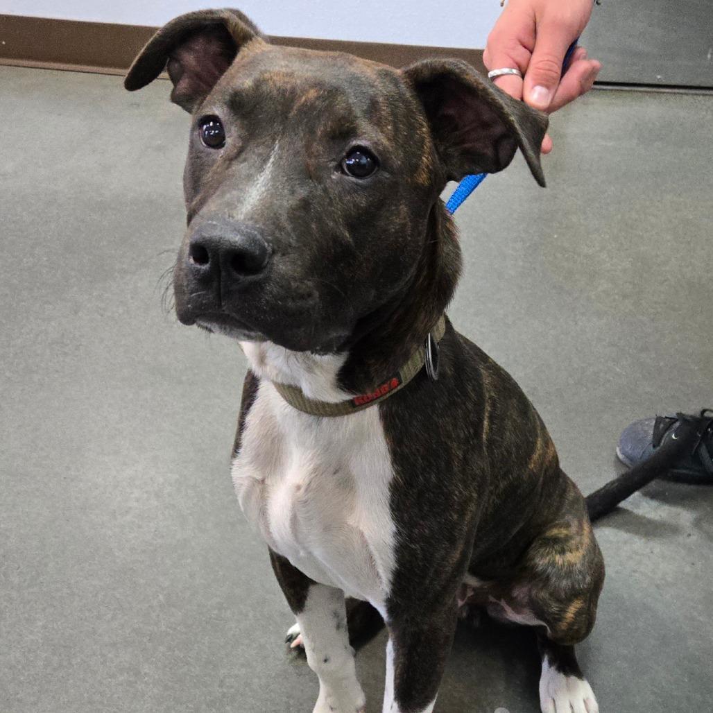 Enlarge BC-Stray (Bolt), a Adoptable Pit Bull Terrier in Idaho Falls, ID image 1/1
