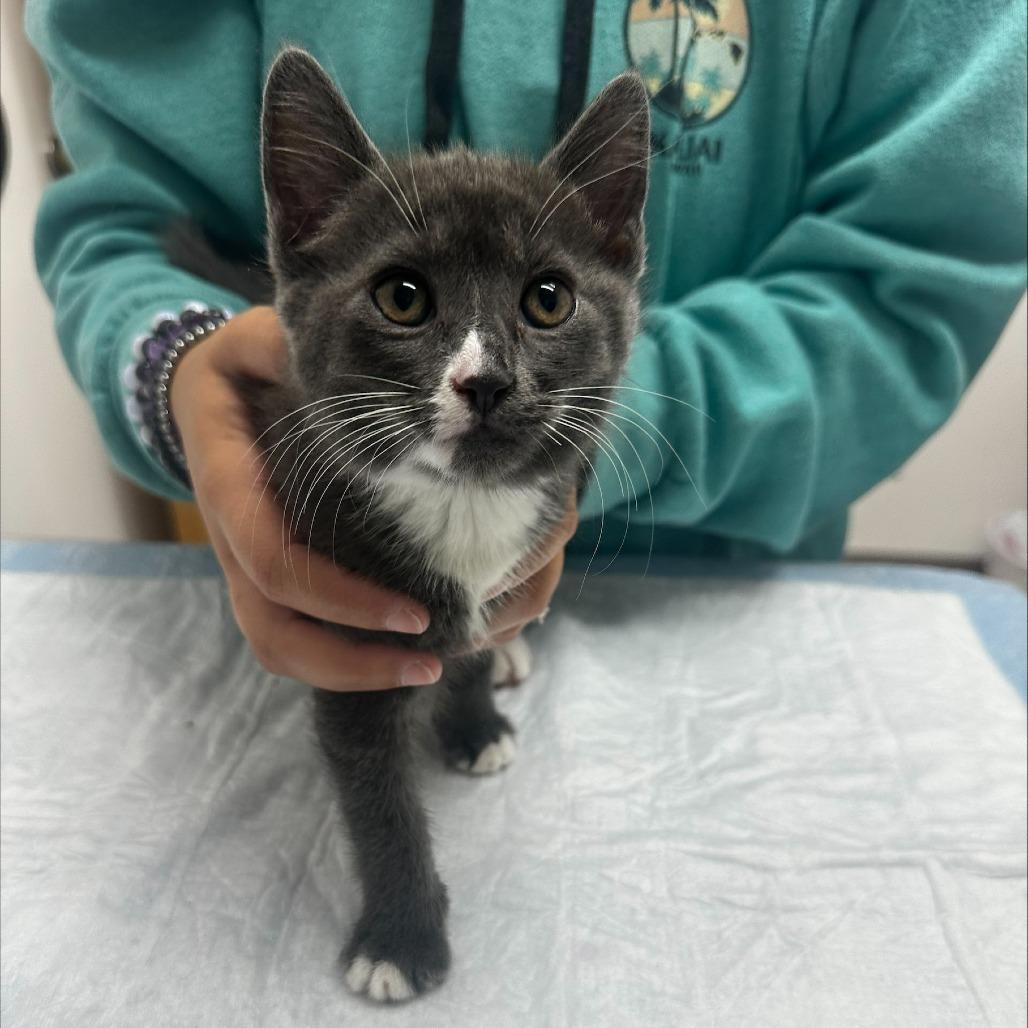 Mochi, Adoptable, Kitten Female Domestic Short Hair.