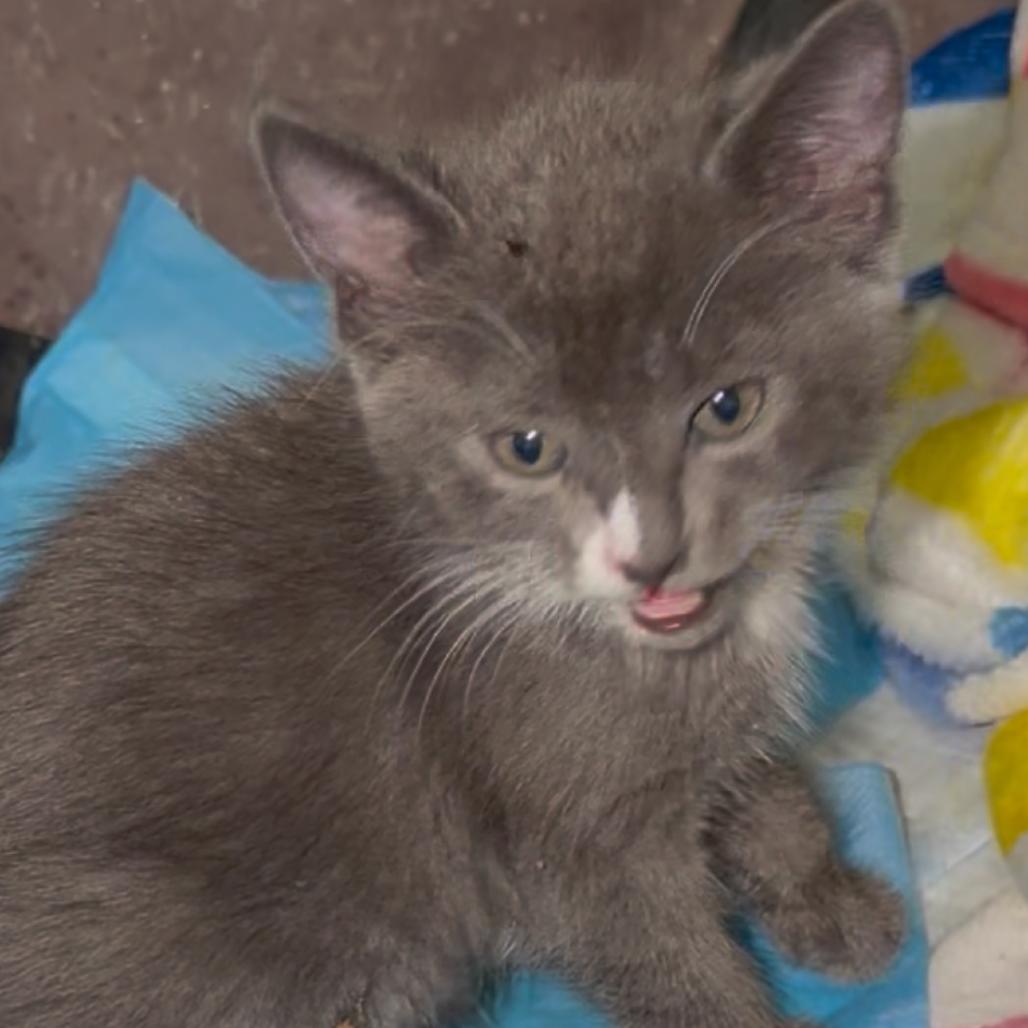 Enlarge Mochi, a Adoptable Domestic Short Hair in Ashland, OR image 2/2