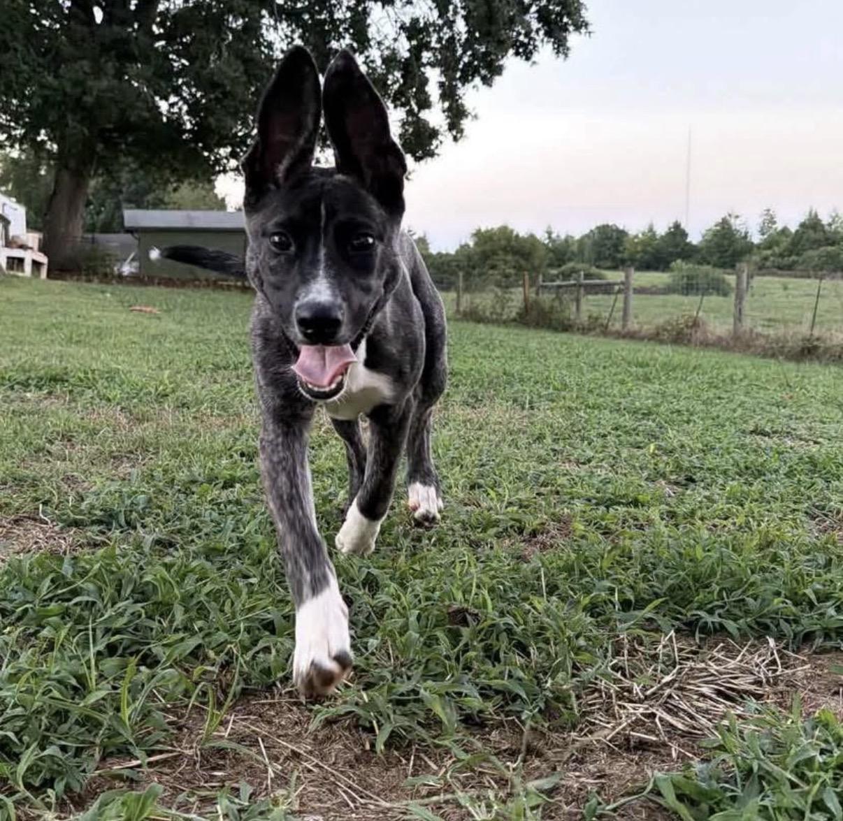 Enlarge Tari, a Adoptable mixed breed in Randleman, NC image 3/5