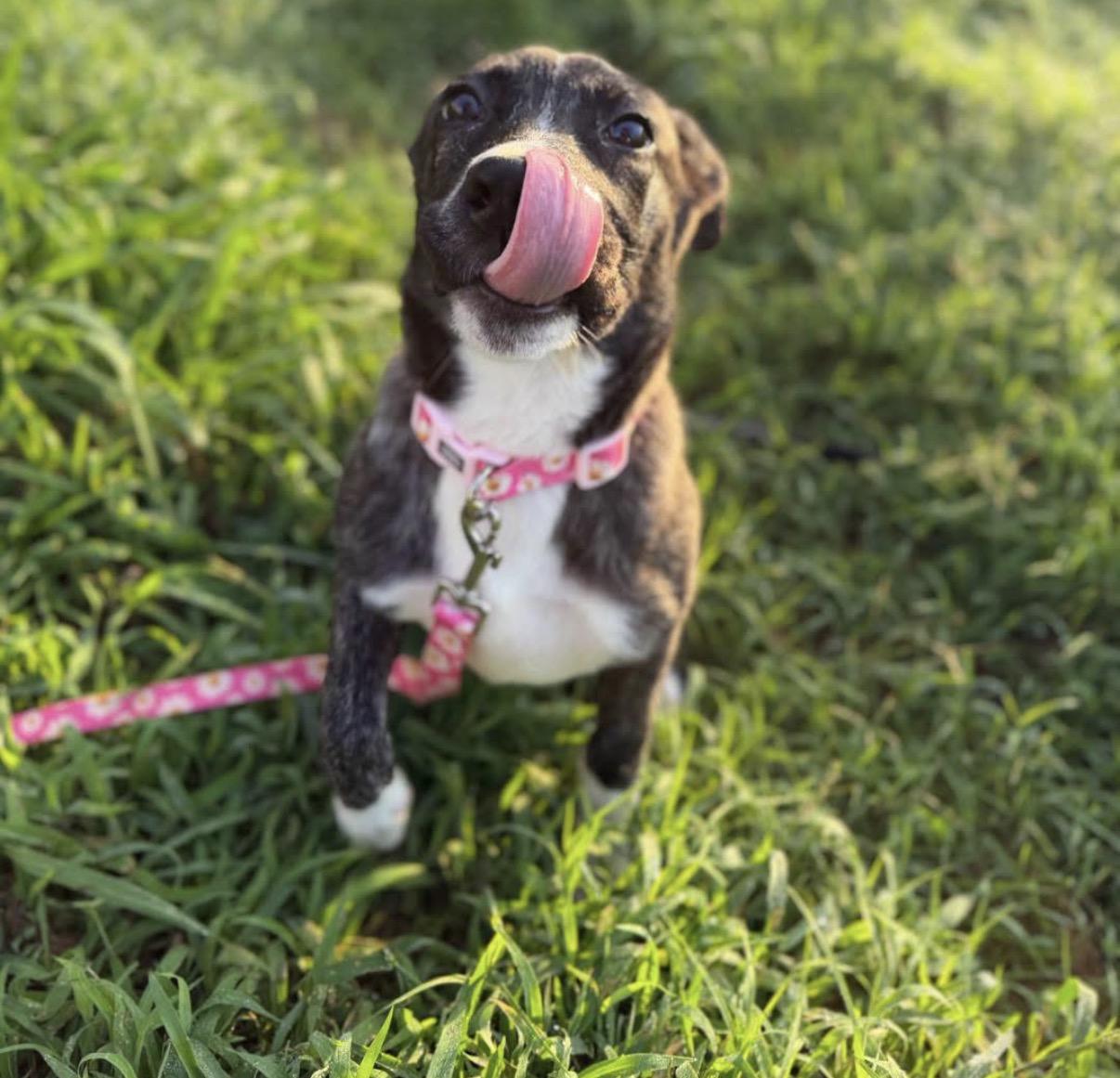 Enlarge Tari, a Adoptable mixed breed in Randleman, NC image 2/5