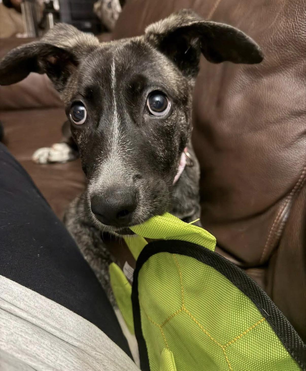 Tari, Adoptable, Puppy Female Shepherd.