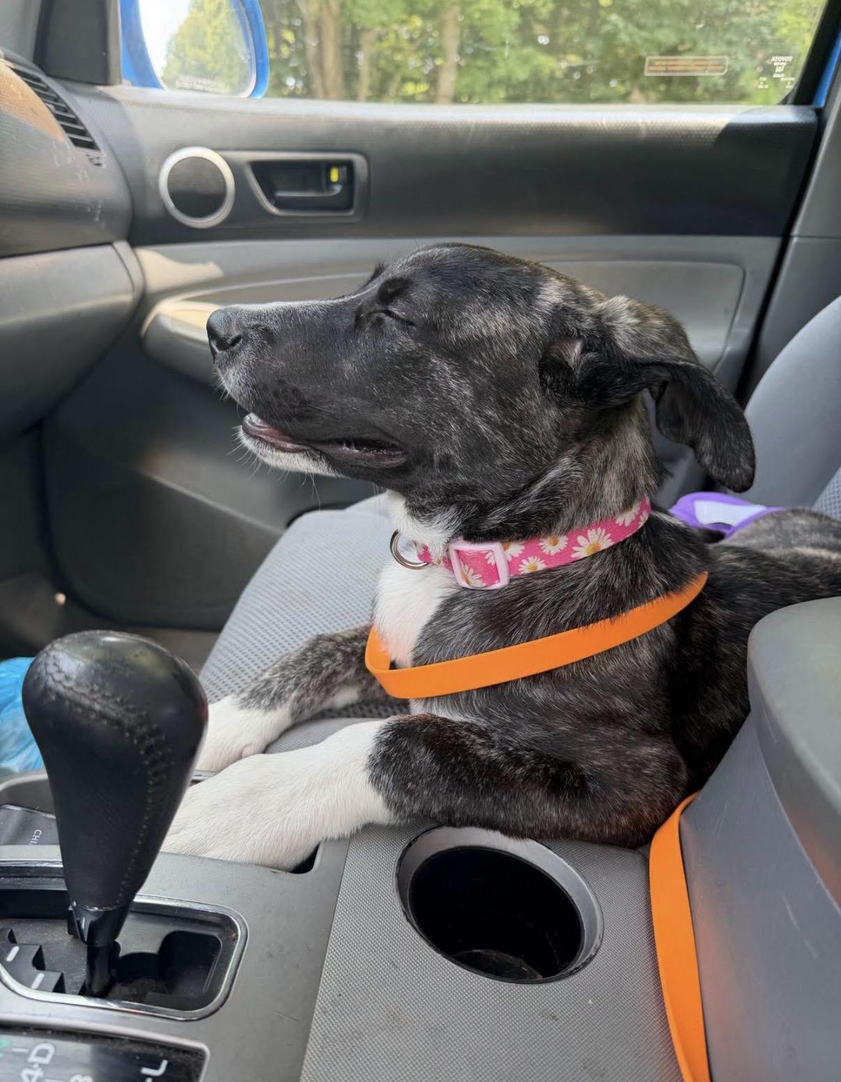Enlarge Tari, a Adoptable mixed breed in Randleman, NC image 5/5