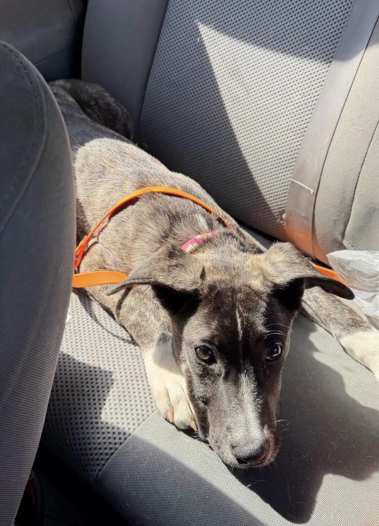 Enlarge Tari, a Adoptable mixed breed in Randleman, NC image 4/5