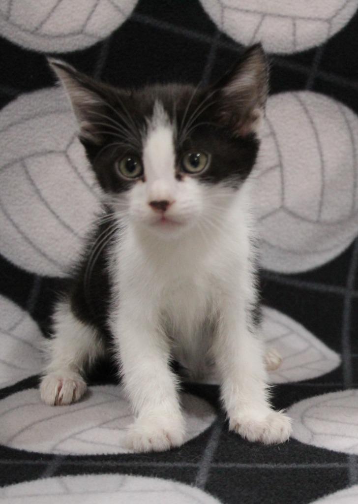 Griffin, Adoptable, Kitten Male Domestic Short Hair.