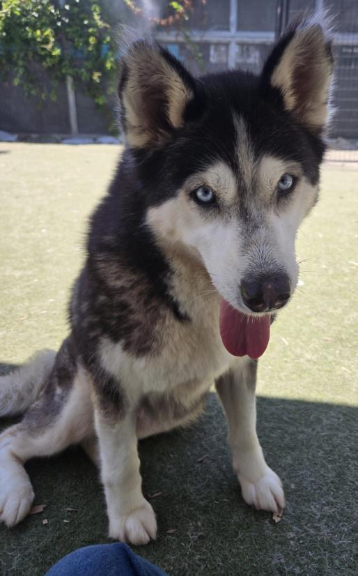 VEE, Adoptable, Adult Female Siberian Husky.