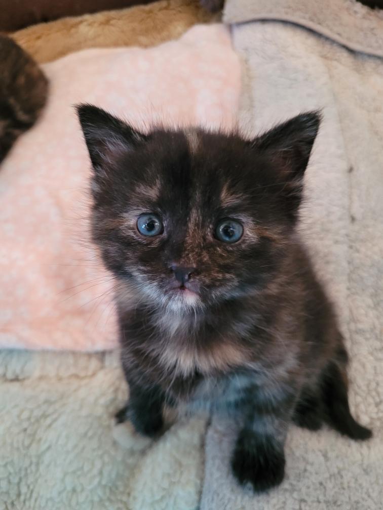 Corie, Adoptable, Kitten Female Domestic Short Hair.