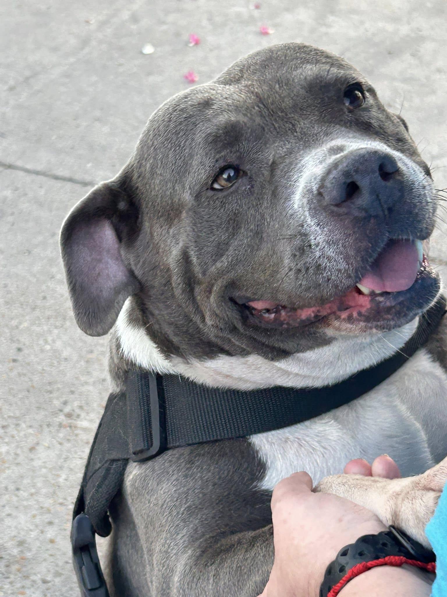 Ella, an adoptable American Staffordshire Terrier in Boise, ID, 83704 | Photo Image 2
