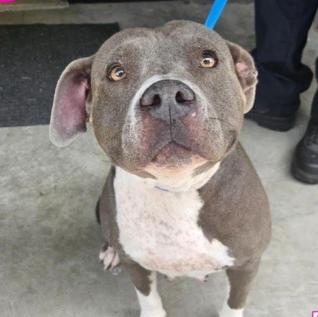 Ella, an adoptable American Staffordshire Terrier in Boise, ID, 83704 | Photo Image 3
