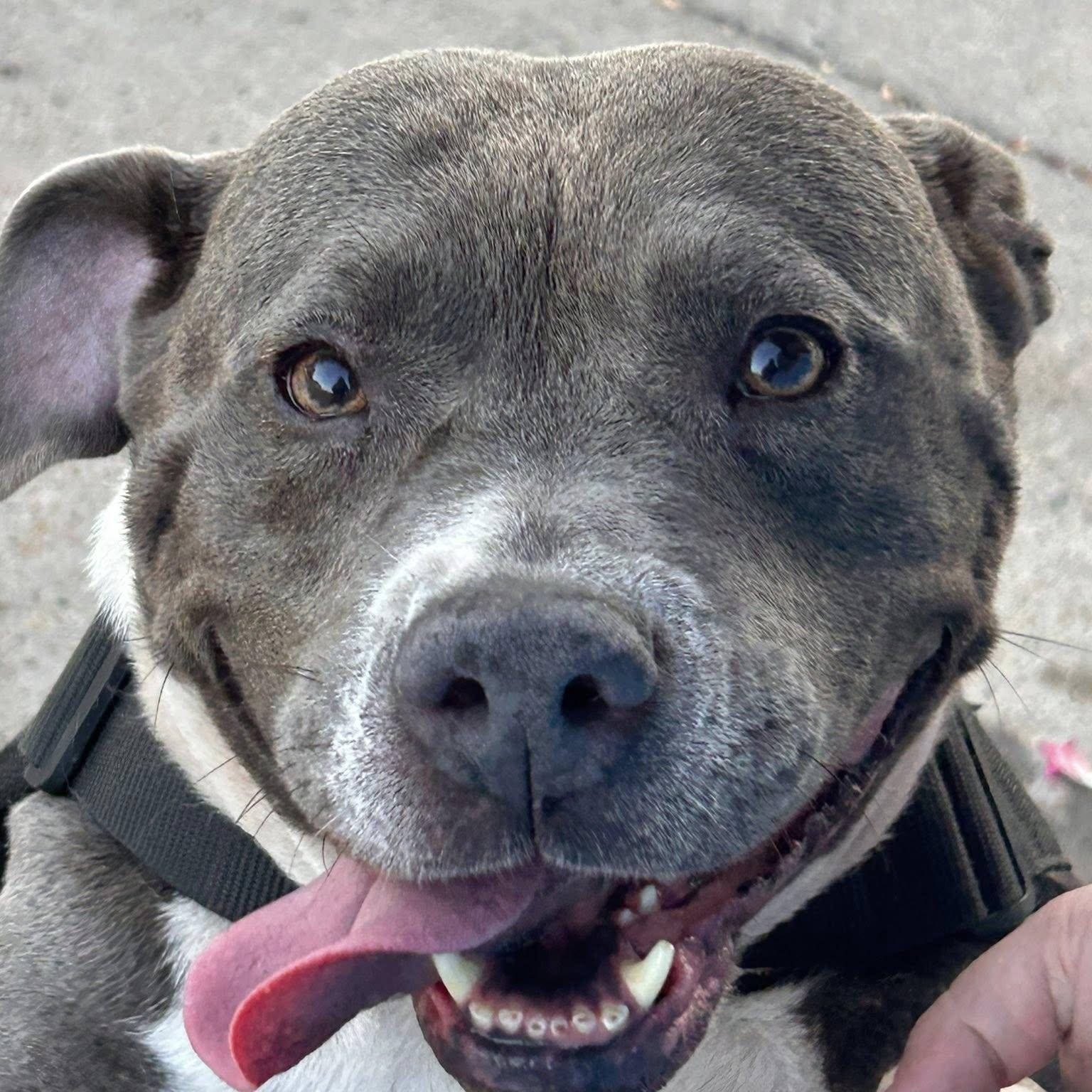 Ella, an adoptable American Staffordshire Terrier in Boise, ID, 83704 | Photo Image 1