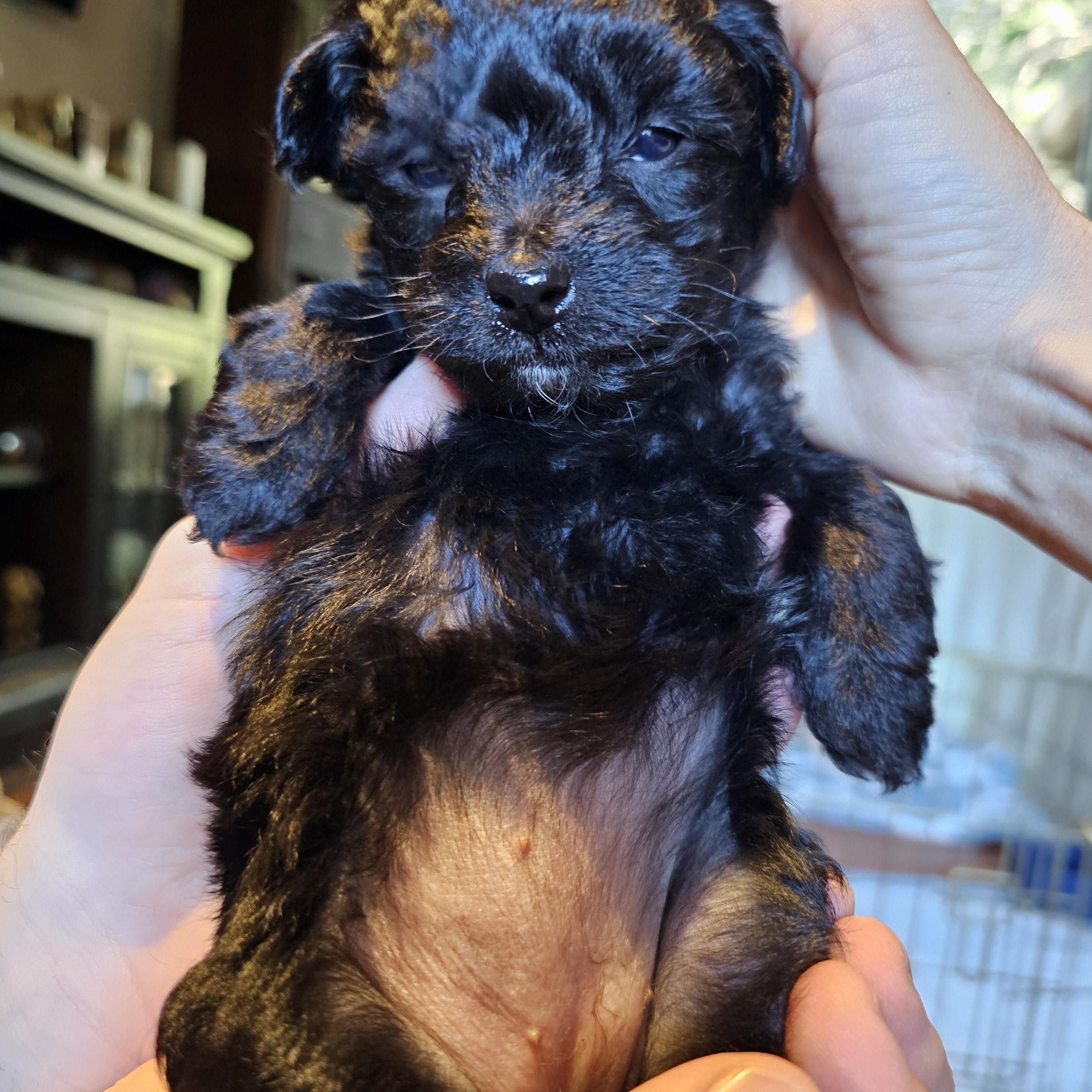 Enlarge Mila, an adopted mixed breed in Yreka, CA image 2/6