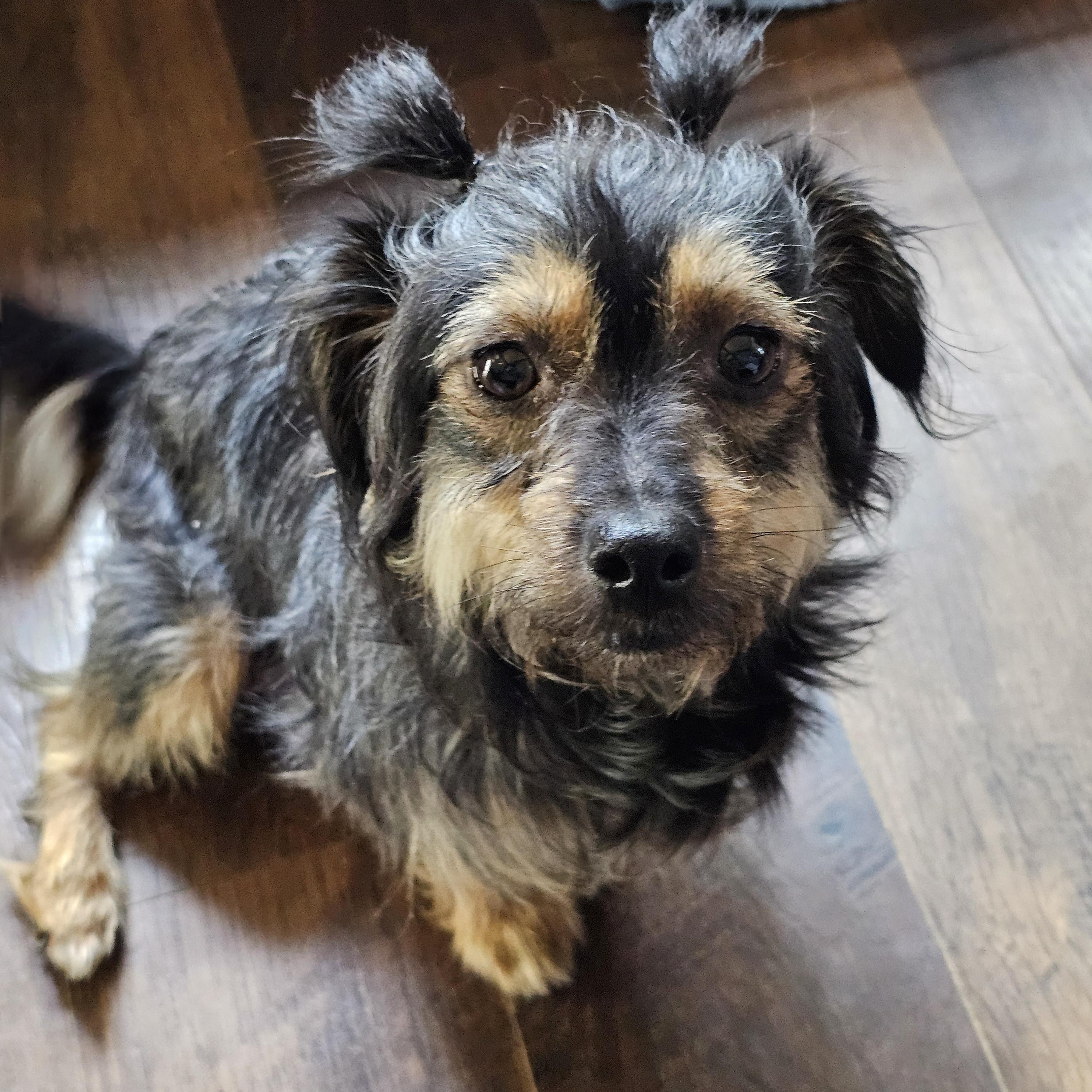 Enlarge Mila, an adopted mixed breed in Yreka, CA image 5/6