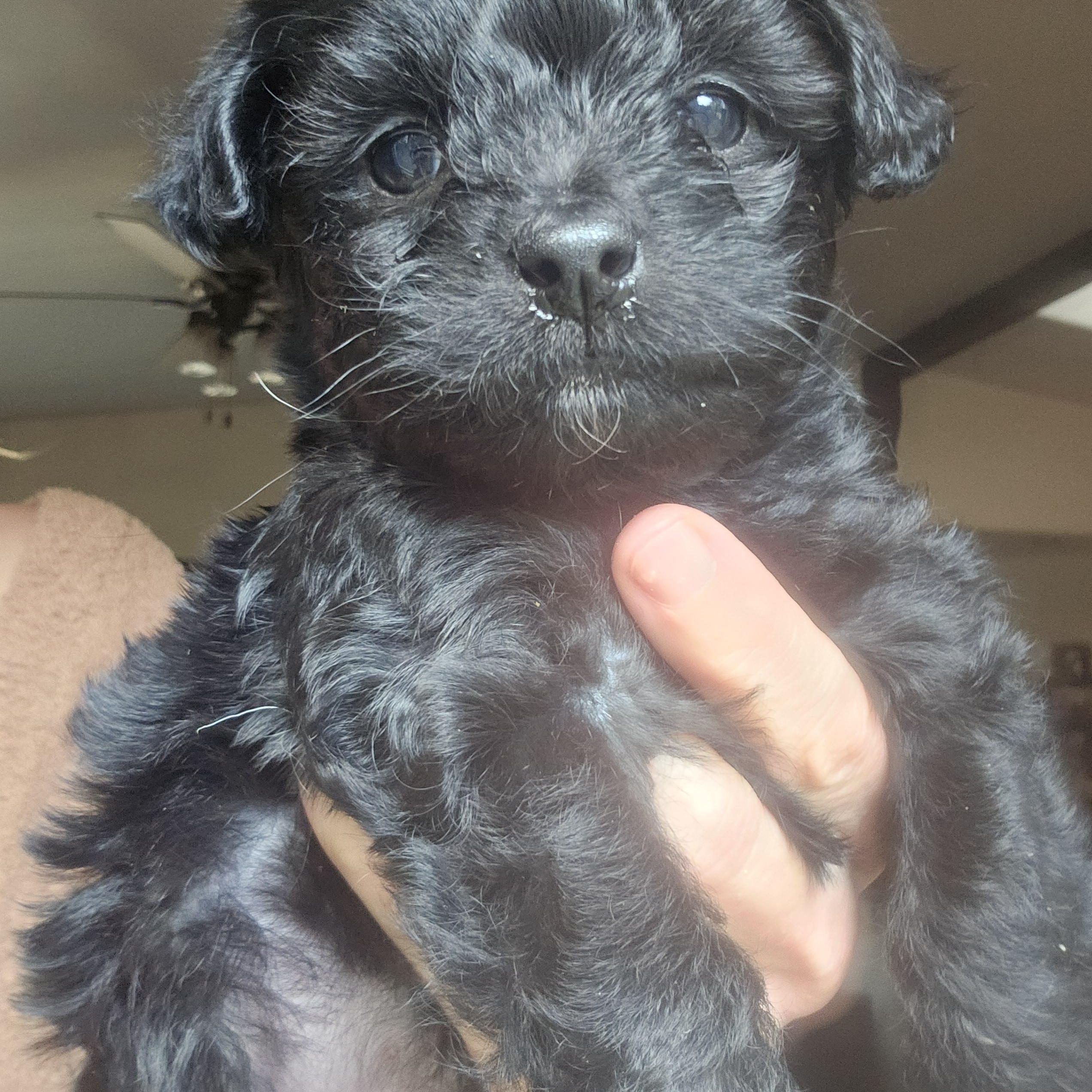 Mila, adopted, Puppy Female Chorkie.