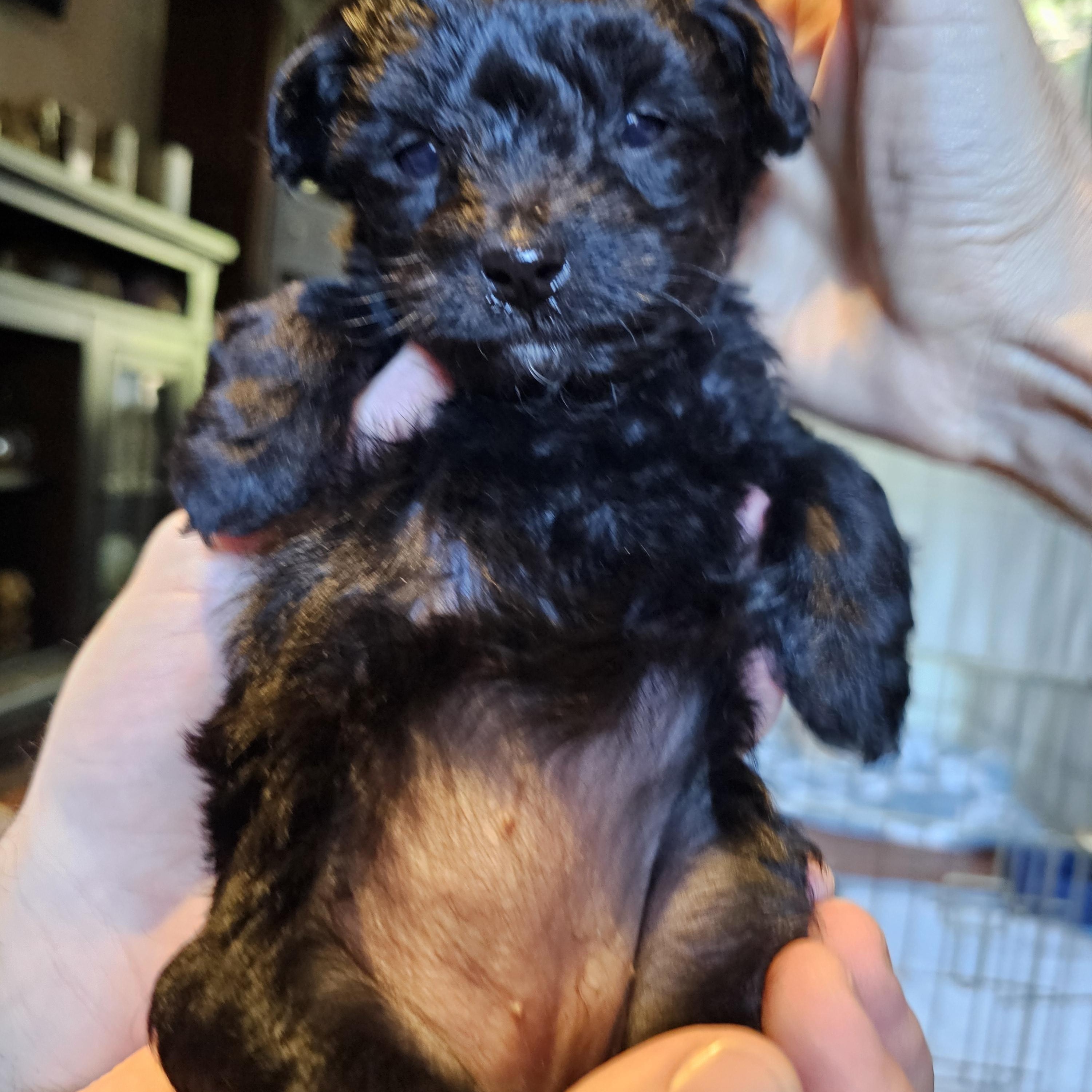 Enlarge Mila, an adopted mixed breed in Yreka, CA image 4/6