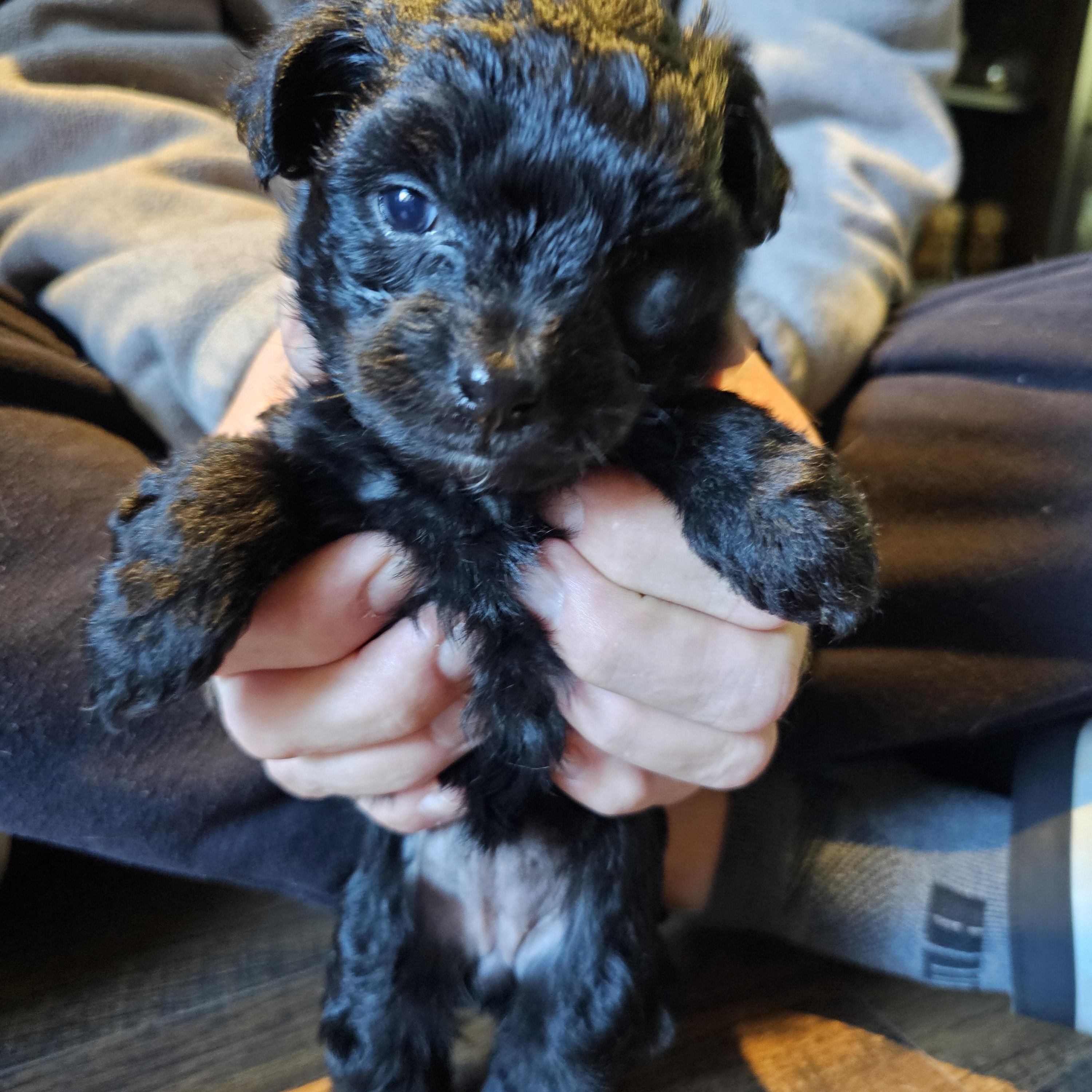 Enlarge Mila, an adopted mixed breed in Yreka, CA image 3/6