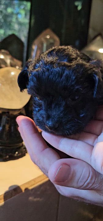 Enlarge Mila, an adopted mixed breed in Yreka, CA video 6/6