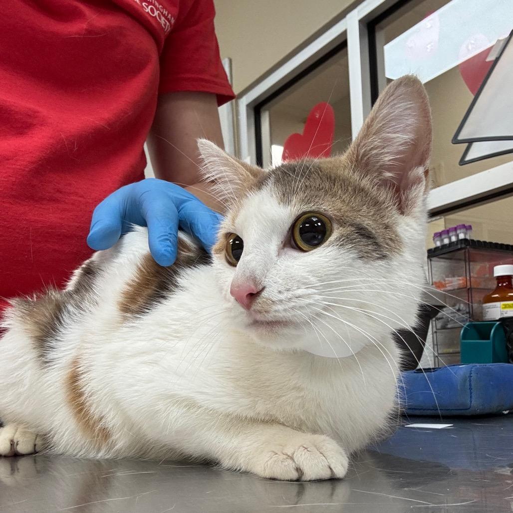 Valentina — thumbnail 2